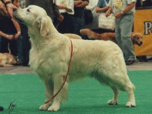 BDSSG'89-BELG, CH Chevanne Of High Endeavour