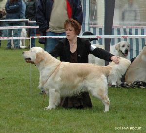 standfast golden retriever pedigree database golden retriever database by goldenmania detail of the golden retriever xanthous standfast golden retriever pedigree database golden retriever database by goldenmania detail of the golden retriever xanthous