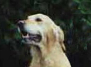 Laika Noroy Du Plessy