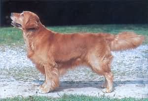 Summit Royalcrest Dexas Gold