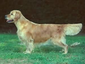 Just Jasmine For Royal Crest Endelwood