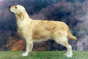 Stanroph Sailors Fantasy