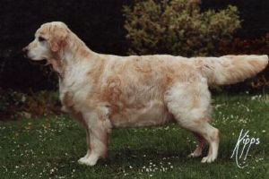 Stanroph Shere Nectar Of Garvin