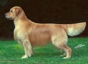 Royal Crest Gold-N Over The Rainbow