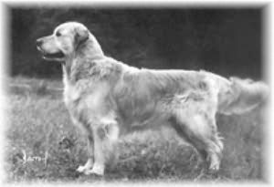 Westley Floyd Vdh Ch.
