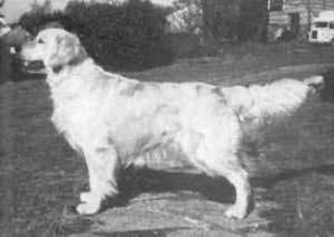 Nortonwood Foregoer