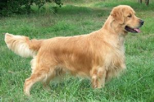 Royal Crest Gold-n Dream Skipper