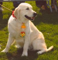 Noorgolden Pearl Harbor