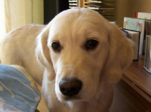 Amy´s Little Malou Of Happenstance