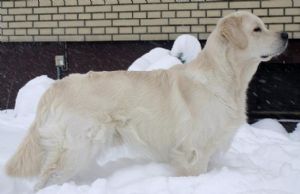 Amy´s Finn Of Happenstance